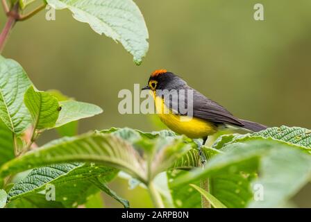 Redstart de Spectacled - Myioborus melanocephalus, magnifique oiseau perché de couleur des forêts d'Amérique du Sud, les pentes andines orientales, Guango Lodge, Ecua Banque D'Images