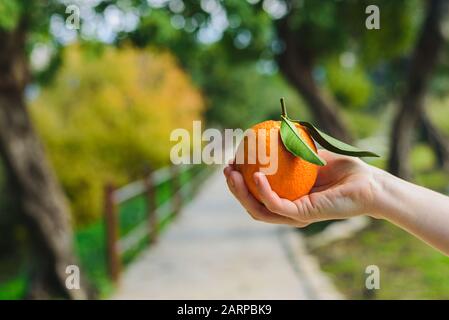 Main de l'homme tenant l'orange fraîche cueillie dans le jardin de fruits le jour ensoleillé Banque D'Images