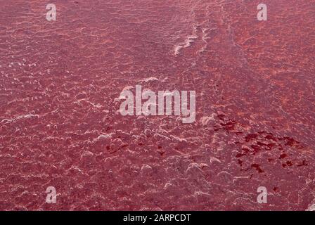 Photosynthèse des pigments des bactéries cyanobactéries bleu-vert transforme le lac Natron en une couleur rouge étonnante (vue aérienne) Banque D'Images