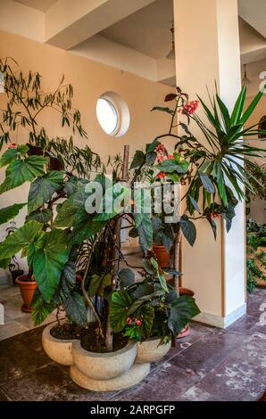 Corail begonia Bush avec de grandes feuilles brillantes pointues et des fleurs roses dans un pot d'argile figuré, entre autres plantes dans une chambre spacieuse Banque D'Images