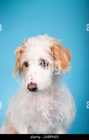 Magnifique chien de race mélangée avec un visage triste regardant latéralement sur fond bleu Banque D'Images