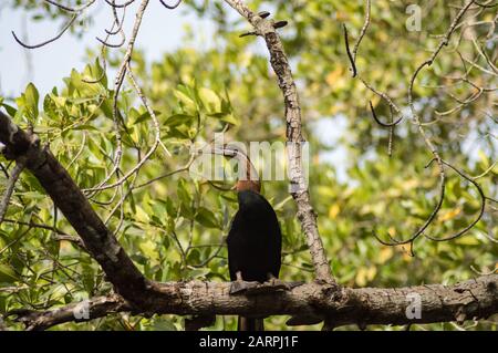 Dard africain (Anhinga rufa) posé sur une branche le long du fleuve Gambie Banque D'Images