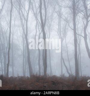 Brume et brouillard sur Cannock Chase, Staffordshire Banque D'Images