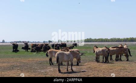 Les aurochs et les chevaux sauvages se trouvent dans le champ du Parc national de Hortobagy, en Hongrie Banque D'Images