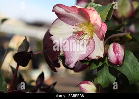 HGC Ice 'n Roses 'Rosado', Helleborus HGC INR, Helleborus x Glandorfensis, Hellbore (Helleborus Gold Collection) Banque D'Images