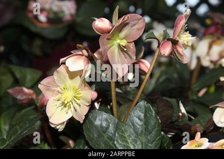 Helleborus x Balladiae Hellebore SR 'Merlin', collection HGC Helleborus Gold Banque D'Images