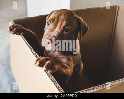 Chiot de couleur chocolat dans une boîte Banque D'Images