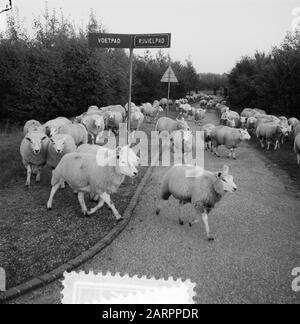 Troupeau de moutons à Amsterdam Bos Date : 10 octobre 1955 mots clés : forêts, troupeaux de moutons Banque D'Images