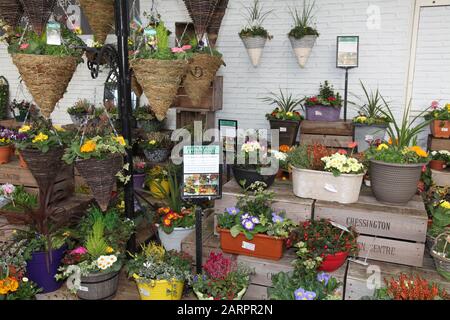 Planteuses d'automne et arrangements floraux exposés au Chessington Garden Center Banque D'Images