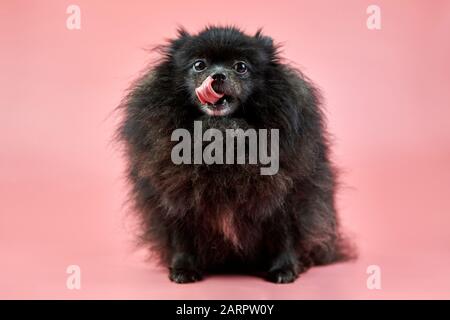 Chiot noir Spitz de Pomeranian. Joli chien Spitz moelleux sur fond rose. Petit chien Dwarf-Spitz, idéal pour les familles, avec une langue qui s'accroche. Banque D'Images