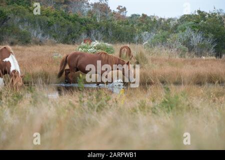 Un groupe de chevaux sauvages se rassemblent autour d'un étang d'eau douce à Assateague National Seashore, situé sur la rive est du Maryland, États-Unis. Banque D'Images