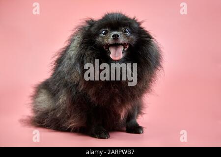 Chiot noir Spitz de Pomeranian. Joli chien Spitz moelleux sur fond rose. Petit chien Dwarf-Spitz, idéal pour les familles, avec une langue qui s'accroche. Banque D'Images