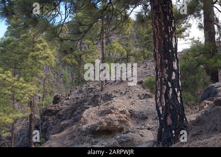 Arbres avec écorce brûlée d'un feu sauvage quelques mois avant, mais ils ont récupéré et vont des feuilles fraîches, Gran Canaria, Espagne Banque D'Images