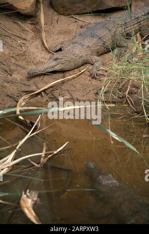 Crocodiles agresseur Banque D'Images