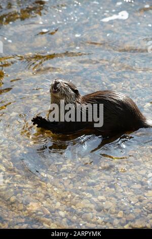 Loutre Banque D'Images