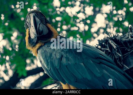 perroquet macaw bleu et jaune à l'extérieur. Banque D'Images