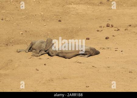 Bébé éléphant dormant dans le lit sec de la rivière Banque D'Images