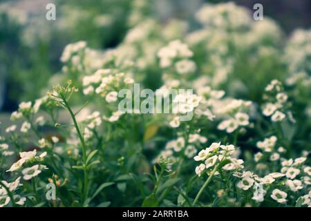 Petites fleurs blanches à somme d'allysum sur les plantes à l'extérieur dans le jardin. Banque D'Images