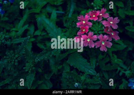 Jardin Verbena en pleine floraison en plein air pendant l'été. Banque D'Images