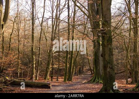 Entrée à la forêt primitive de Sababurg également connue sous le nom de forêt primitive dans le Reinhardswald Banque D'Images