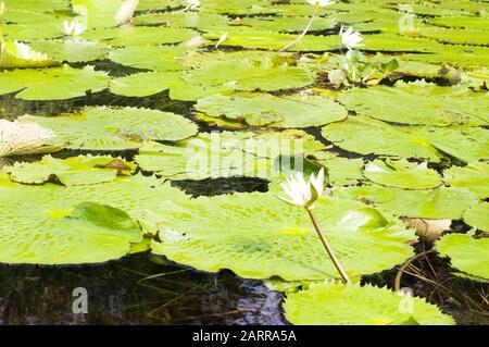 Nénuphars (Nymphaeaceae) avec fleurs blanches flottant à la surface de la rivière Rio Dulce, Guatemala Banque D'Images