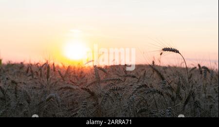 Épices de blé au coucher du soleil avec le soleil dans le dos Banque D'Images