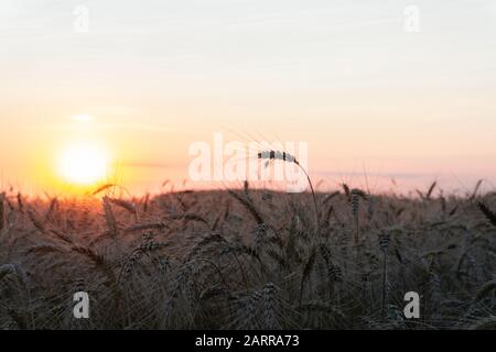 Épices de blé au coucher du soleil avec le soleil dans le dos Banque D'Images