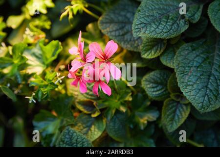 Pélargonium capitatum à feuilles parfumées 'Pink capricorne' aux fleurs roses, pélargonium parfumé aux roses Banque D'Images