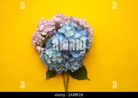 Hydrangea fleurs roses et bleues composition sur fond jaune minimal tendance. Couche plate, espace de copie. Banque D'Images