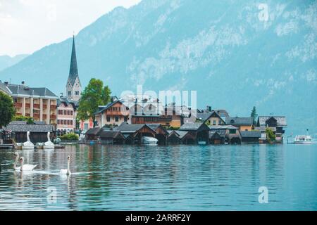 De cygnes dans le lac de hallstatt ville le contexte Banque D'Images