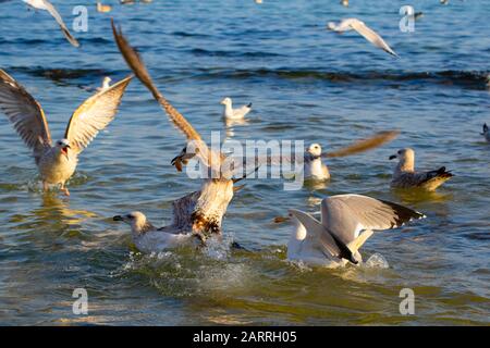 Tranche de pain pitié, jeunes mouettes pothère hurlant se battre pour la nourriture dans l'eau au large de la côte, plage de Varna, côte de la mer Noire, Bulgarie Banque D'Images