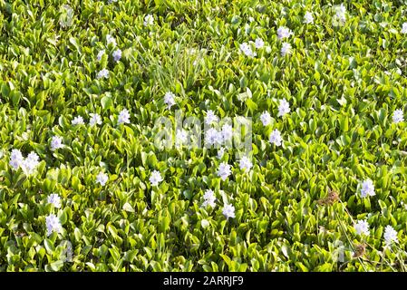 Les plantes de jacinthe d'eau dans la fleur flottant comme masse sur une surface de lac. Banque D'Images