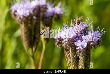 Les agriculteurs locaux ont planté le Phacelia tanacetifolia afin d'éviter la mort des abeilles. Banque D'Images