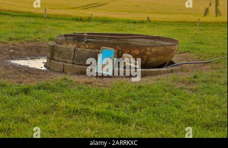 L'eau est également indispensable pour que les vaches maintiennent des fonctions vitales dans l'organisme. La gouttière d'eau est située à Ostholstein, dans le nord de l'Allemagne. Banque D'Images