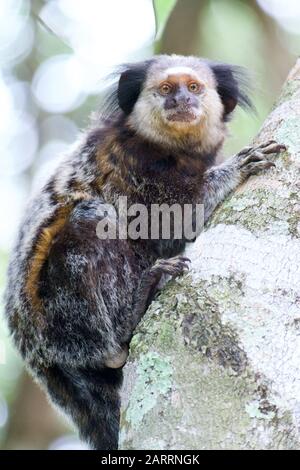 Gros plan sur une marmoset à tufté noir, Forêt de l'Atlantique, Brésil Banque D'Images