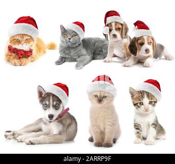 Les chiens et les chats mignons dans les chapeaux du Père Noël sur fond blanc Banque D'Images