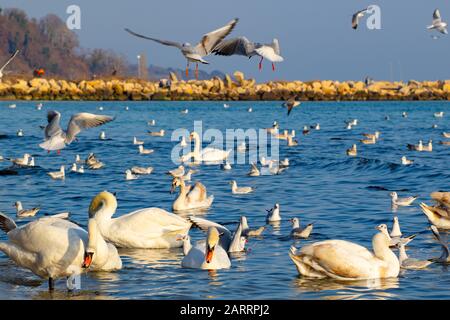 Un troupeau d'oiseaux-cygnes, de mouettes d'argent - jeunes et adultes animaux de soulever un fuss et l'agitation au large de la plage de Varna une belle journée d'hiver Banque D'Images