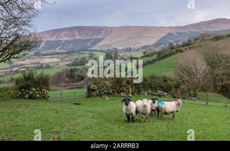 Mealach Valley, Bantry, Cork, Irlande. 29 janvier 2020. Élevage de bovins sur terre dans la vallée de Mealach, Bantry, Co. Cork, Irlande. Crédit; David Cree Banque D'Images