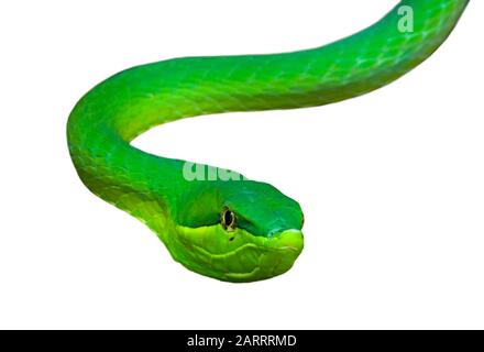 Serpent de vigne vert / serpent plat (Oxybelis fulgidus) natif d'Amérique centrale et du Sud contre fond blanc Banque D'Images