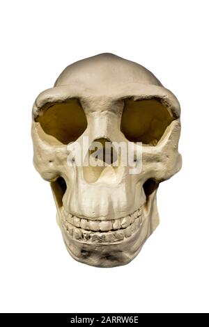 Réplique du crâne de Peking Man / Homo erectus pekinensis sur fond blanc Banque D'Images