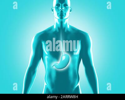 Anatomie du système digestif humain, illustration du rendu tridimensionnel Banque D'Images