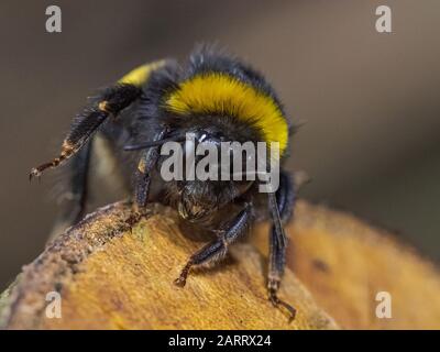 Gros plan sur une connexion à Sydenham Hill Wood, dans le sud de Londres Banque D'Images