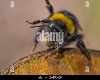 Gros plan sur une connexion à Sydenham Hill Wood, dans le sud de Londres Banque D'Images