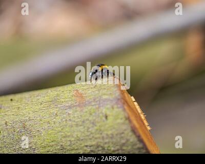 Un Bumblebee repose sur une connexion à Sydenham Hill Wood dans le sud de Londres Banque D'Images