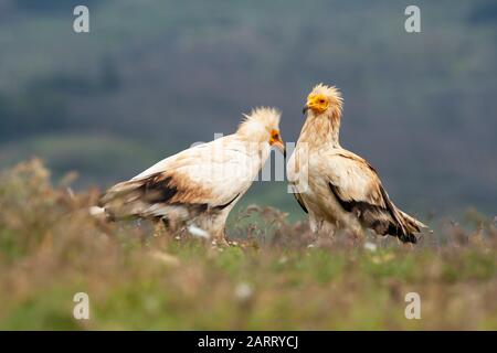 Deux vautours égyptiens (Neophron percnopterus), à la recherche de nourriture sur le terrain, Leon, Espagne. Banque D'Images