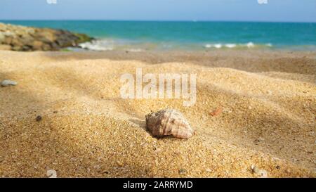 Écrevisses dans une coquille marche le long d'une plage de sable sur l'océan. Banque D'Images