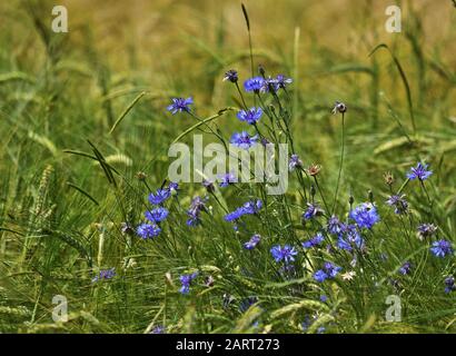 Bleuet - Centaurea cyanus Banque D'Images