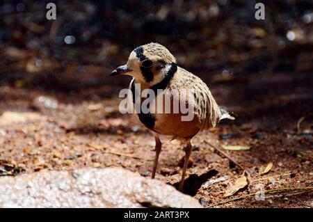 Australie, oiseau de dottorel intérieur Banque D'Images