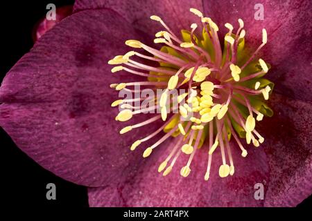 Helleborus HGC Ice n Roses 'Red' Hellebore Banque D'Images