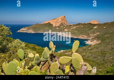 Capo Rosso, avec Tour de Turghiu, XVIe siècle, tour de défense génoise, en haut, dans le dist, cactus de poire pickly, près de Piana, Corse-du-Sud, Corse, France Banque D'Images